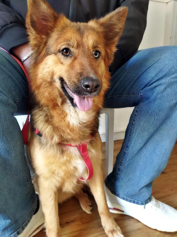 Sky Pastorina 3 Anni